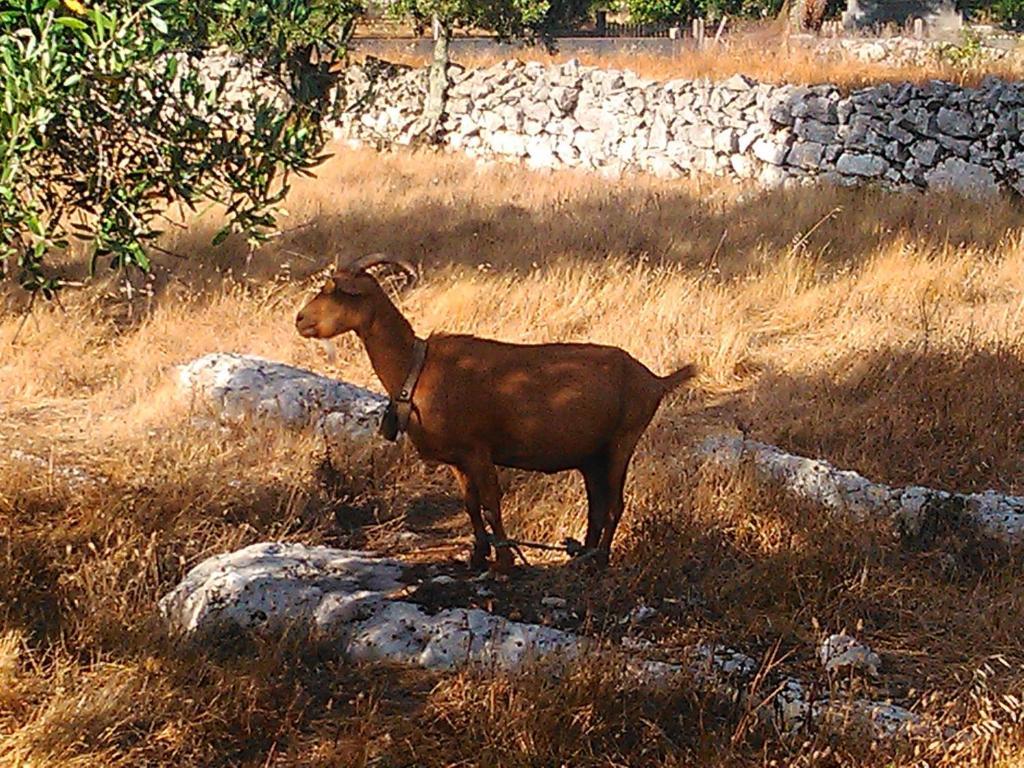 Country house Retiro Da Avo Lidia -